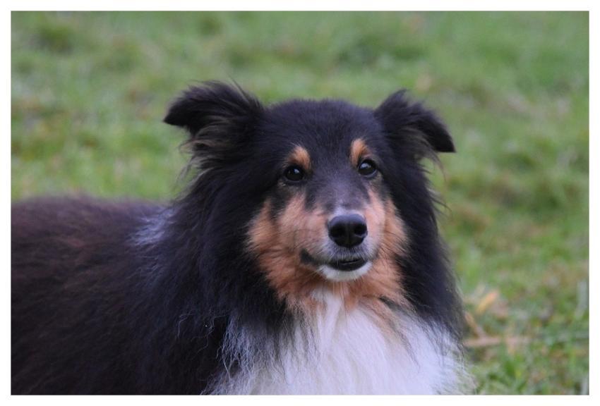 Shetland Sheepdog Shetland Sheepdog Love Me Dog An