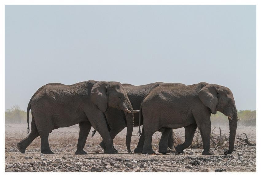 Elephant Large Trunk Africa