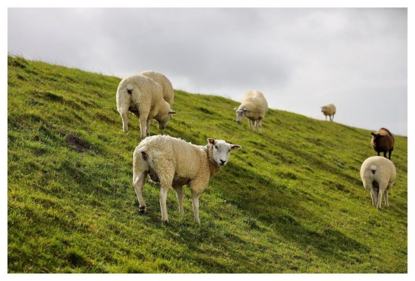 North Sea Deichschaf Dike Sheep
