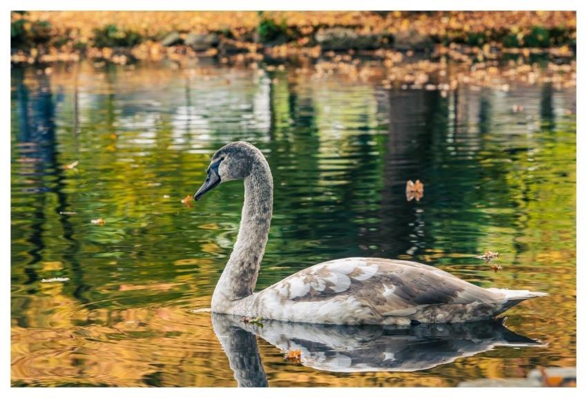 Swan Nature Water Park