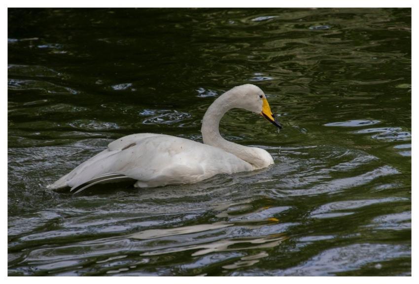 White Swan Swan Bird Animal