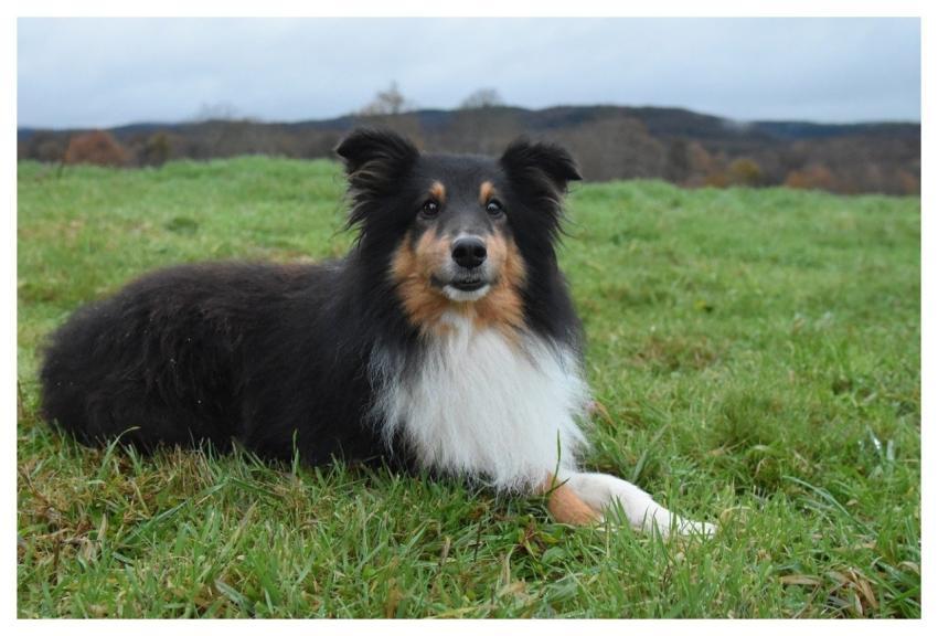 Shetland Sheepdog Shetland Sheepdog Love Me Dog An