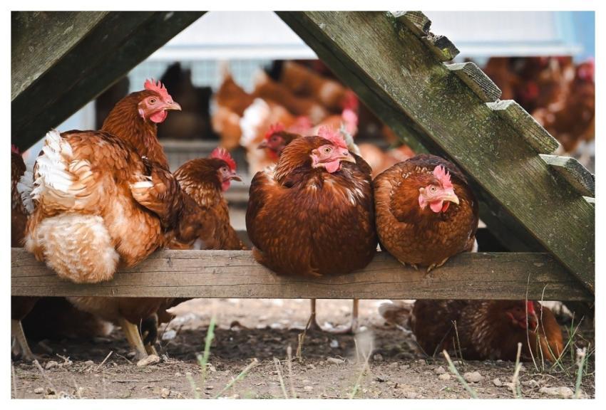 Chicken Nature Poultry Farm Yard