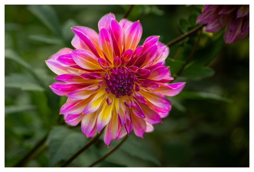 Flower Dahlia Pink Mac Wallpaper