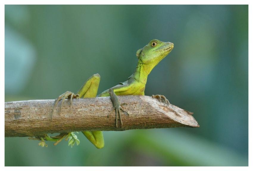Basilisk Animal Wildlife Costa Rica
