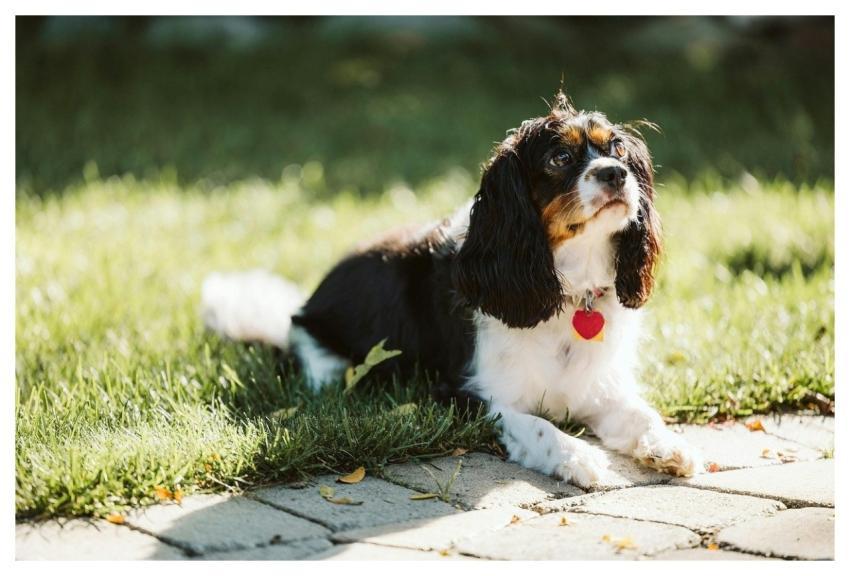 Dog Pet Puppy Nature