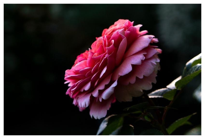 Rose Flower Pink Bloom
