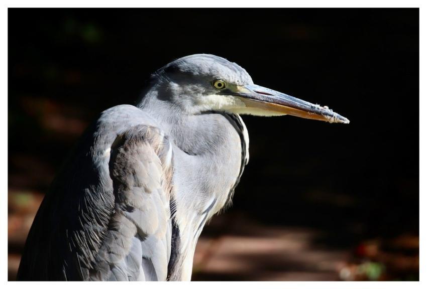 Grey Heron Heron Plumage Beak