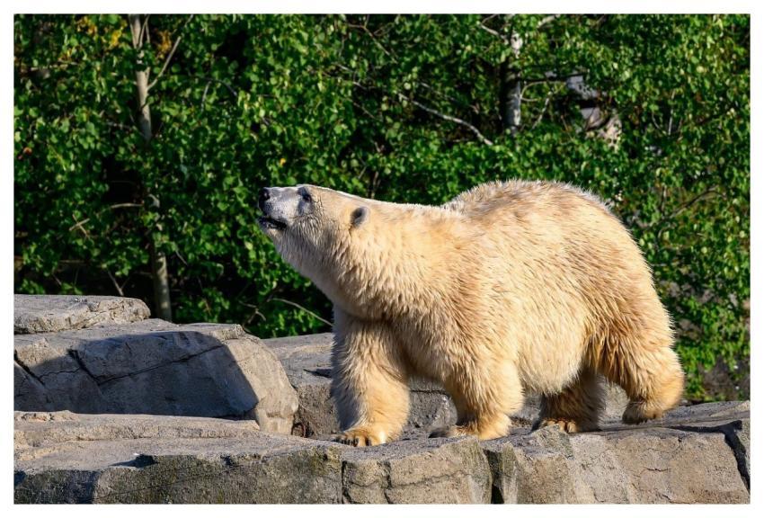 Icebear Nature Bear Animal