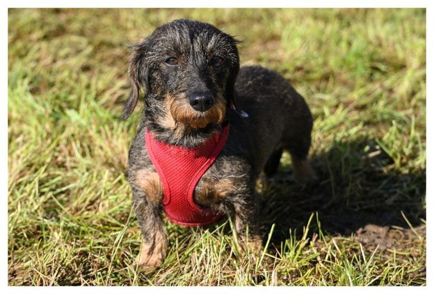 Wire-Haired Dachshund Dachshund Domestic Animal Do