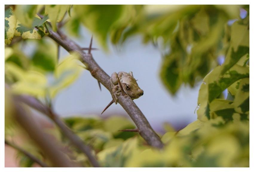 Frog Nature Amphibious Green