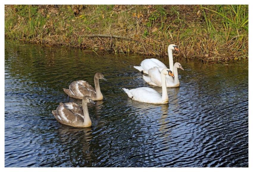 Swans Mute Swan Waterfowl White