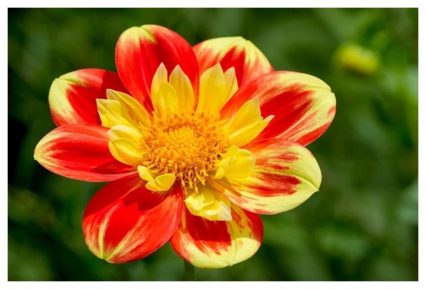 Flower Blossom Bloom Flower Wallpaper