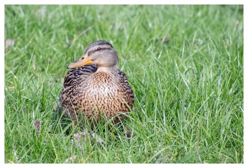 Duck Mallard Cane Female