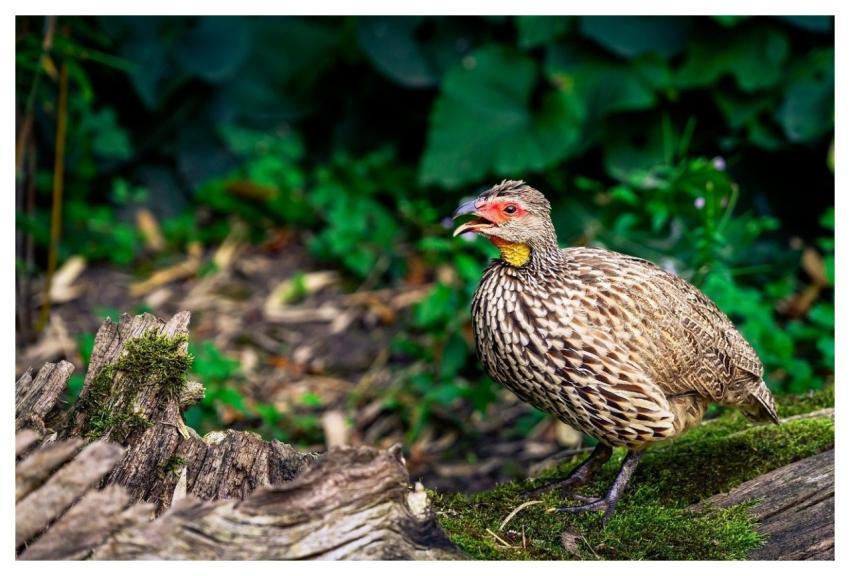 Bird Nature Wildlife Ornithology