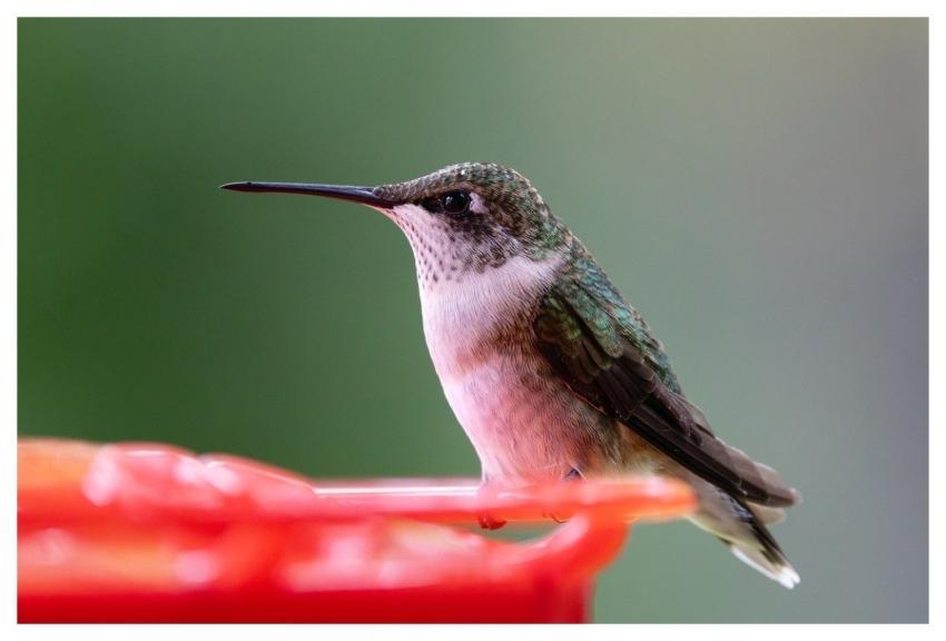 Hummingbird Nature Bird Long