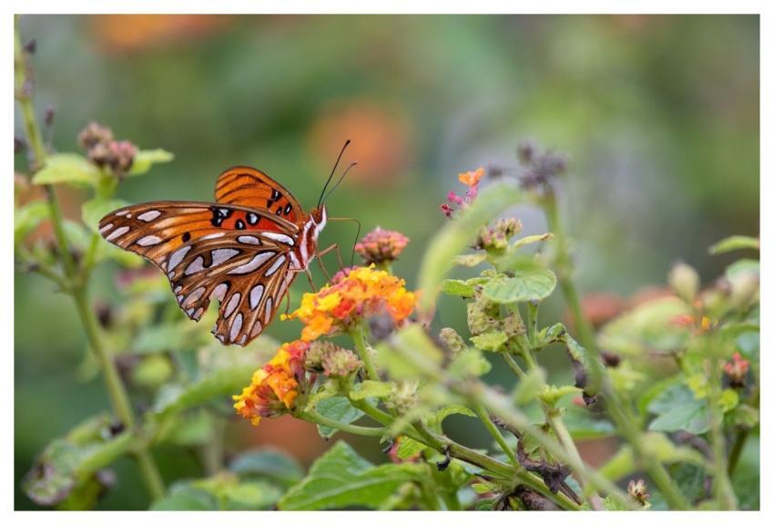 Butterfly Orange Wings Flower