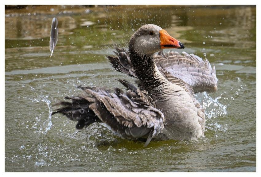Goose Nature Bird Wildlife