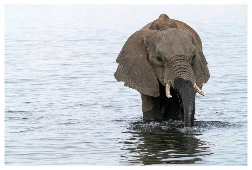 Elephant Flow Trunk Water