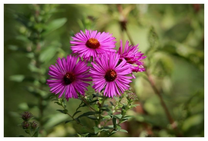 Asters Fall Pink Flowers Inflorescence