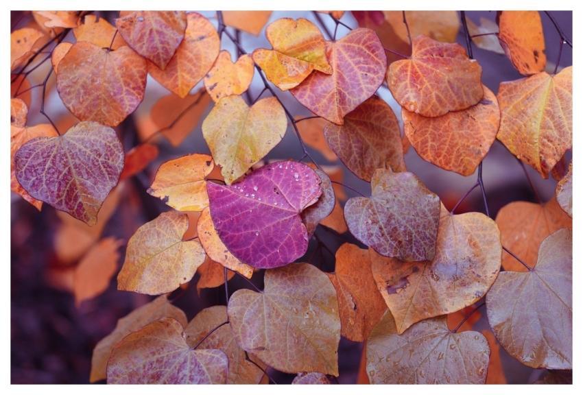 Herbst Nature Wald Fall