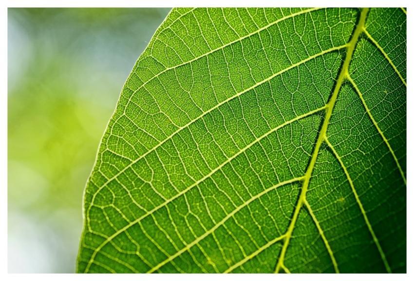 Leaves Leaf Walnut Leaf Nature