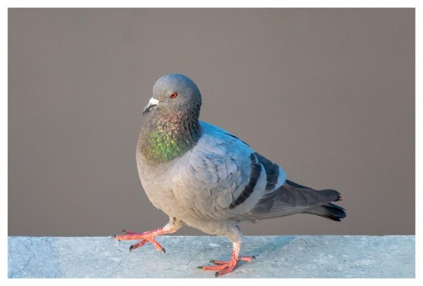 Pigeon Dove Bird Nature