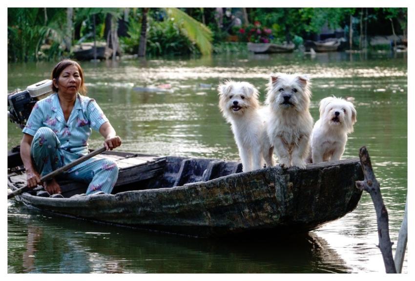 Dogs White River Boat