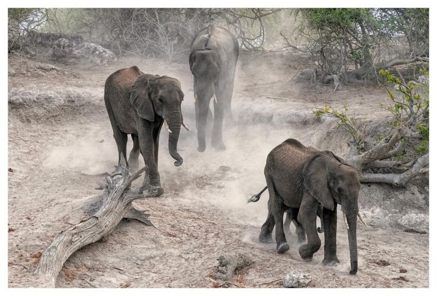 Elephants Herd Dust Sand