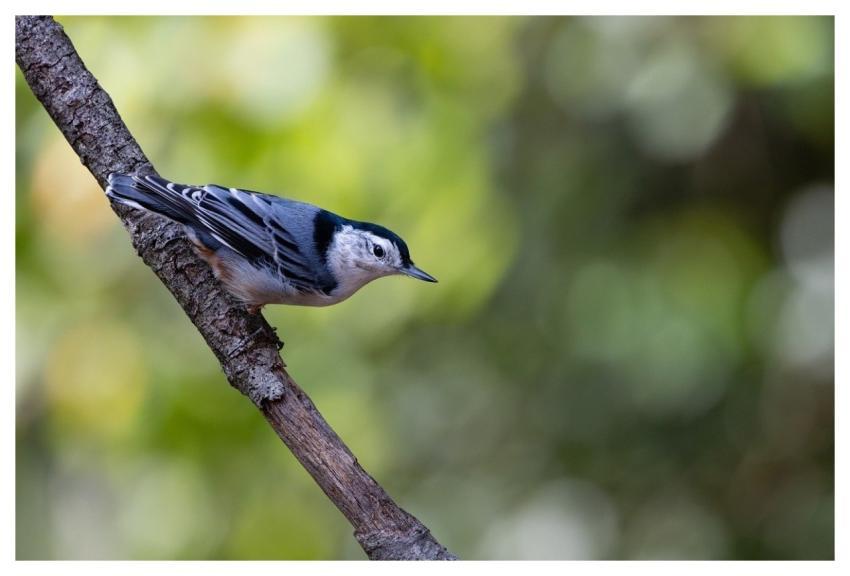 Nuthatch Bird Nature Perched