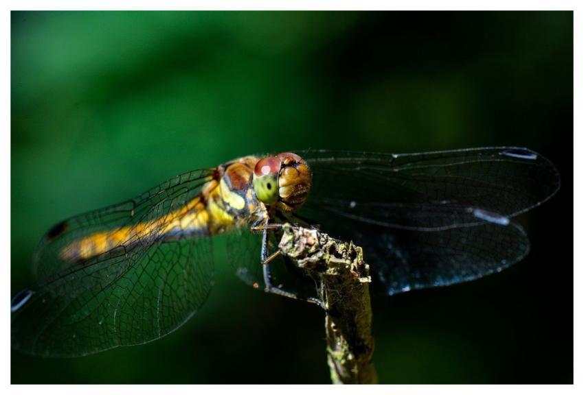 Dragonfly Insect Nature Close-Up