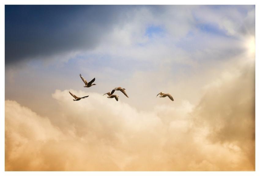 Birds Flying Freedom Nature