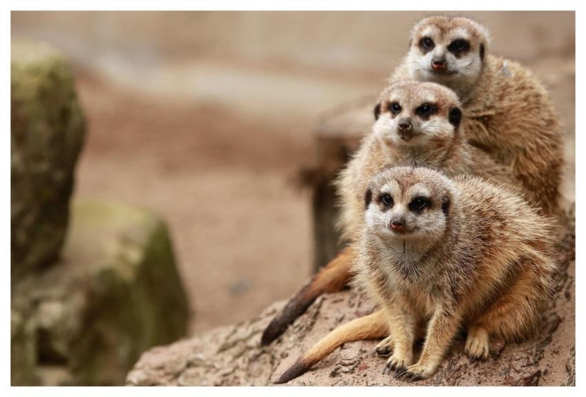 Meerkats Family Furry Mammal