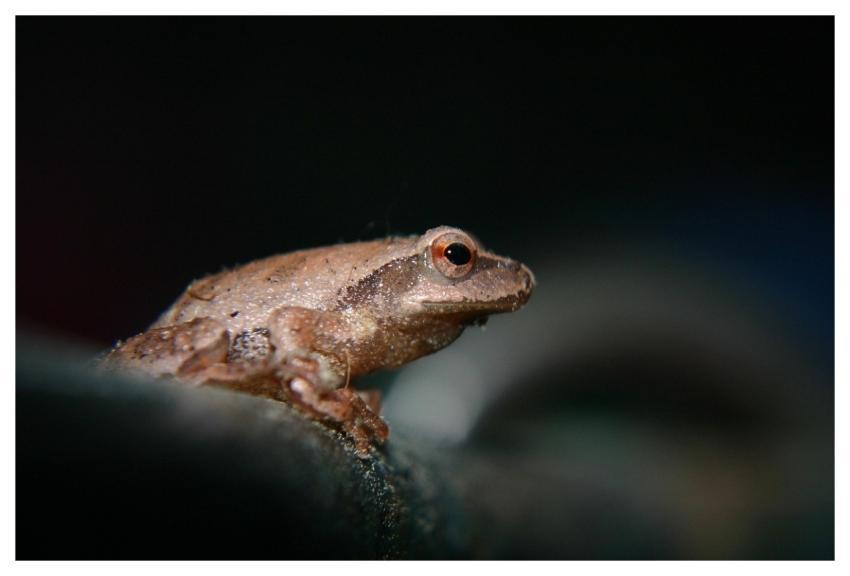 Tree Frog Frog Amphibian Nature