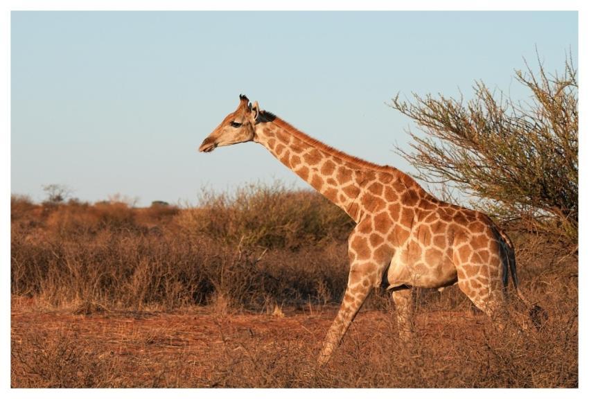 Giraffe Animal Mammal Nature