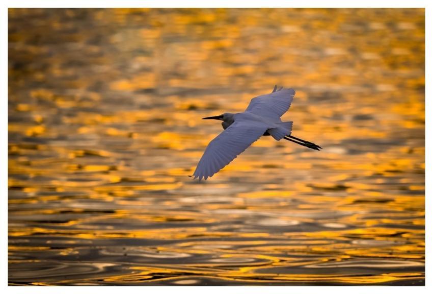 Bird Egret Nature Ornithology