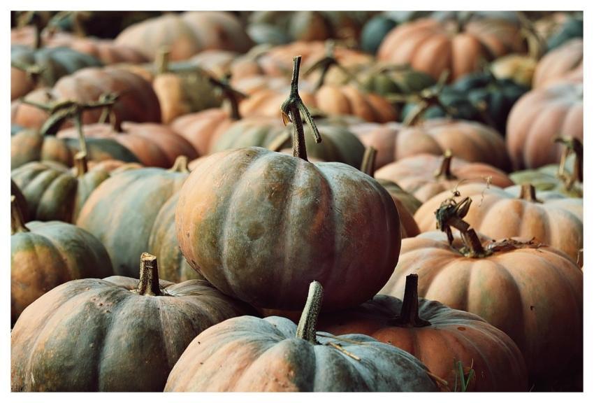 Pumpkins Pumpkin Patch Harvest Vegetables