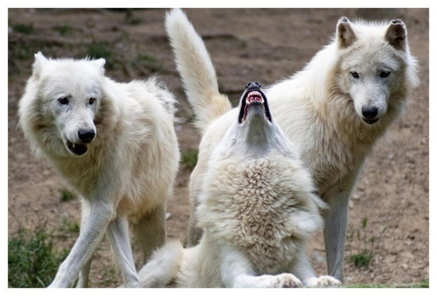 Wolf Wolves Nature Savage