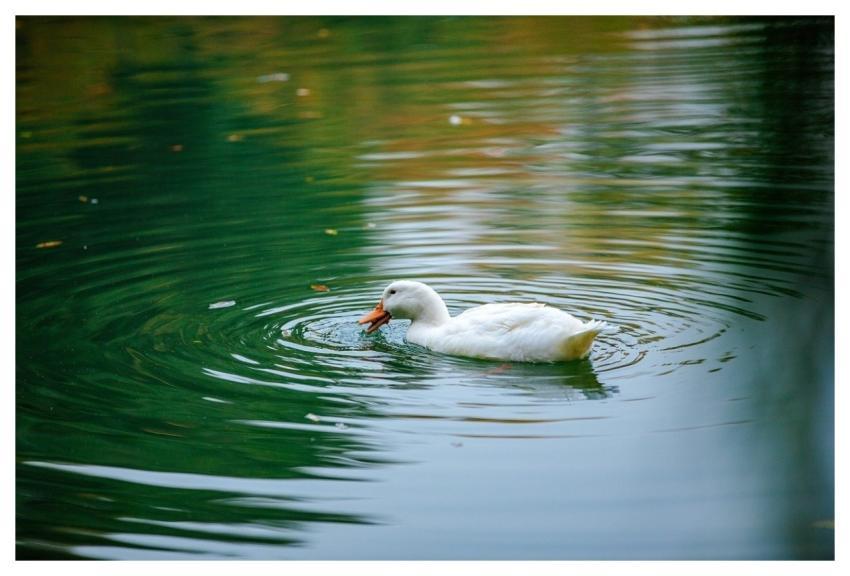 Autumn August Flower Wallpaper Plant