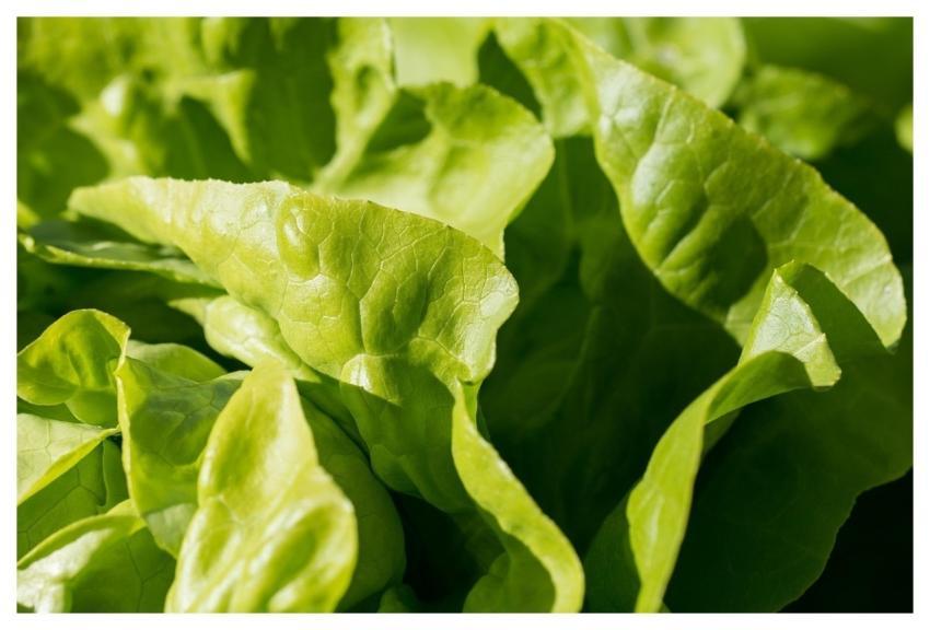 Green Lettuce Leaves Nature Garden