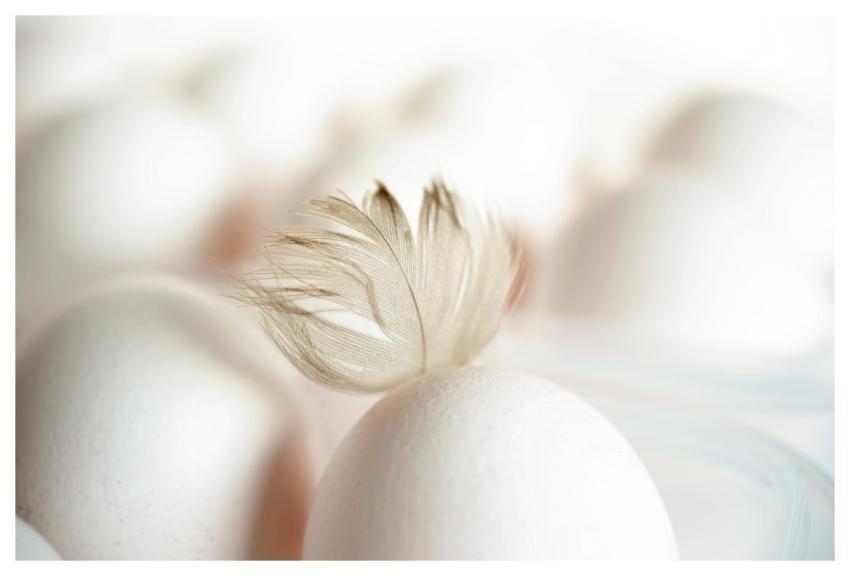 Egg Feather Chicken Feather Hen's Egg