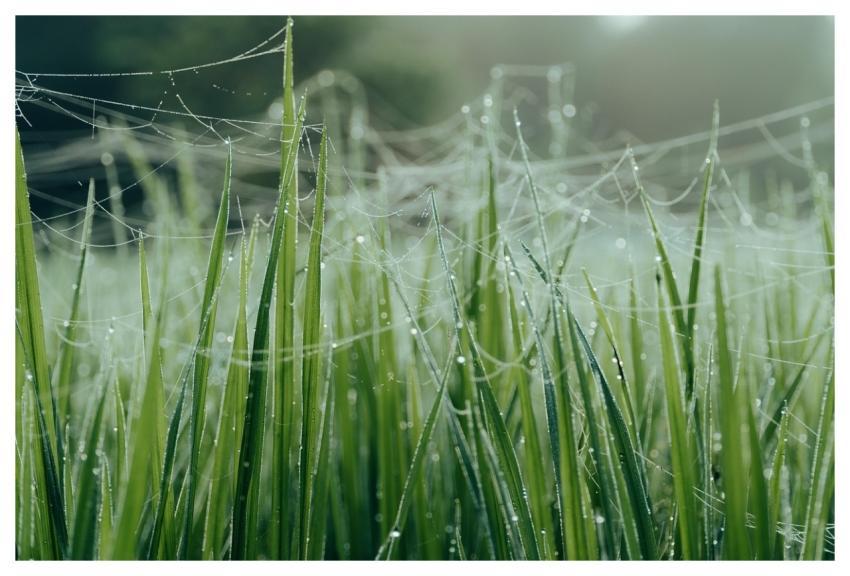 Grass 4K Wallpaper Dew Drops Full Hd Wallpaper