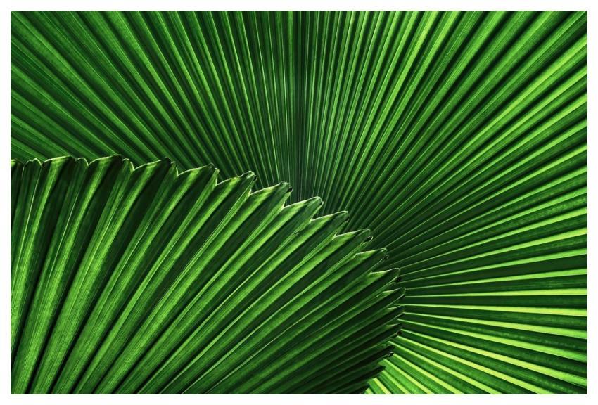 Palm Fan Palm Palm Leaves Palm Fronds