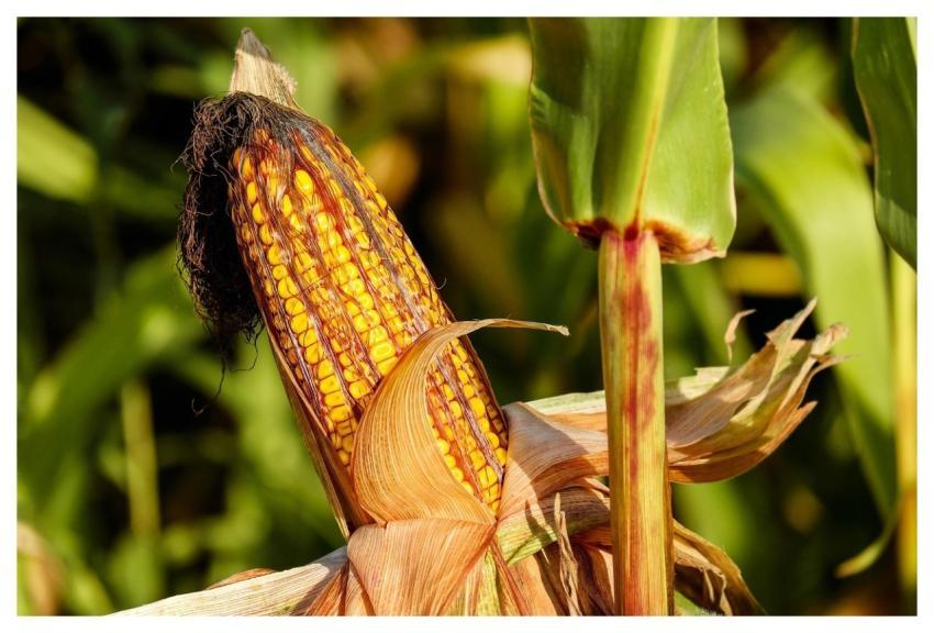 Corn Food Field Vegetable