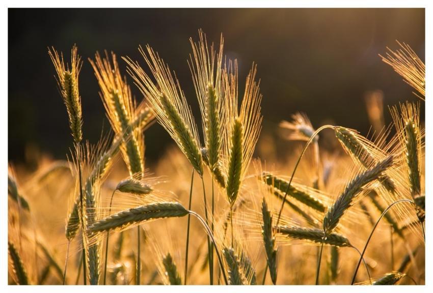 Rye Spike Grains Food