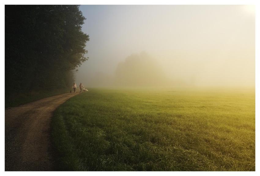 Trees Field Trail Pathway