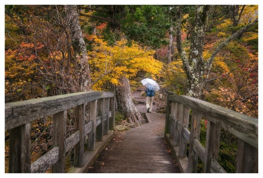 Bridge Forest Trees Leaves