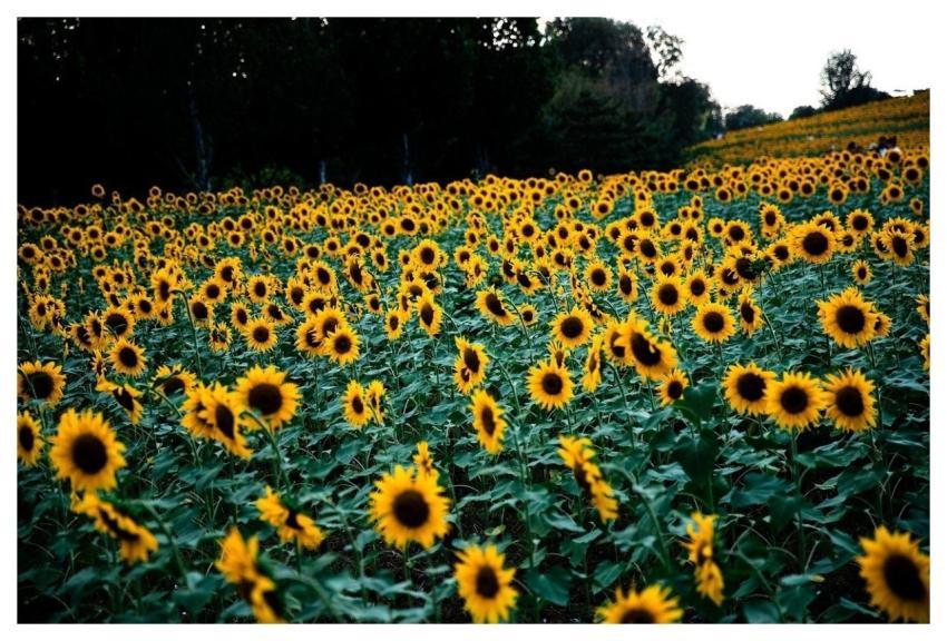Sunflower Yellow Flora Nature