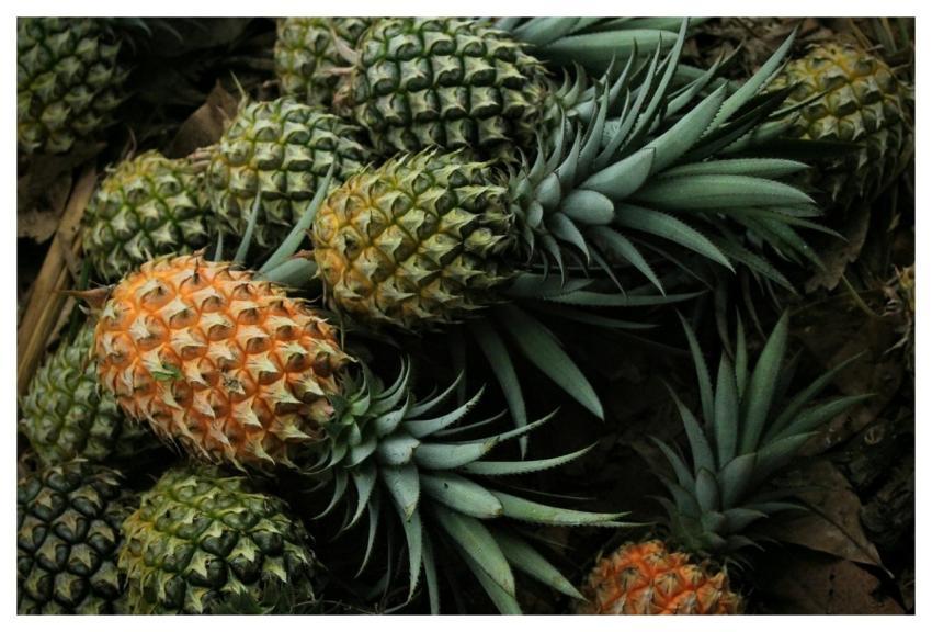 Pineapple Fruit Food Senjakelabu29
