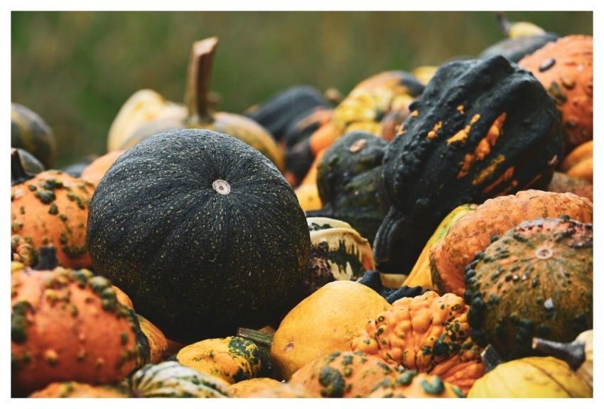 Pumpkins Fall Vegetables Harvest